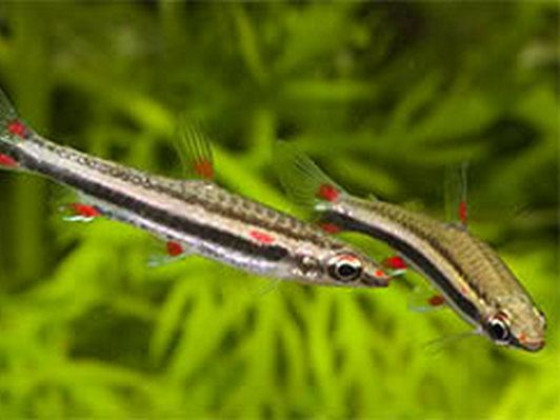 Нанностомус трехполосый или трифасциатус