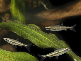 Нанностомус трехполосый или трифасциатус