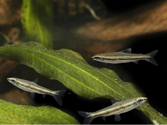 Нанностомус трехполосый или трифасциатус