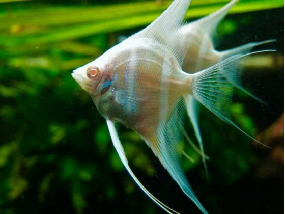 Скалярія Дантум Альбіно