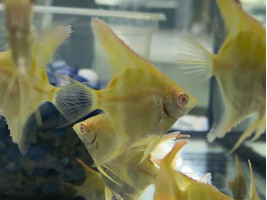 Скалярія Дантум Альбіно