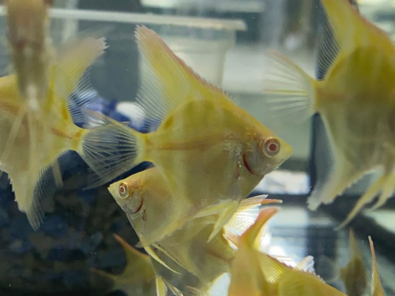 Скалярія Дантум Альбіно