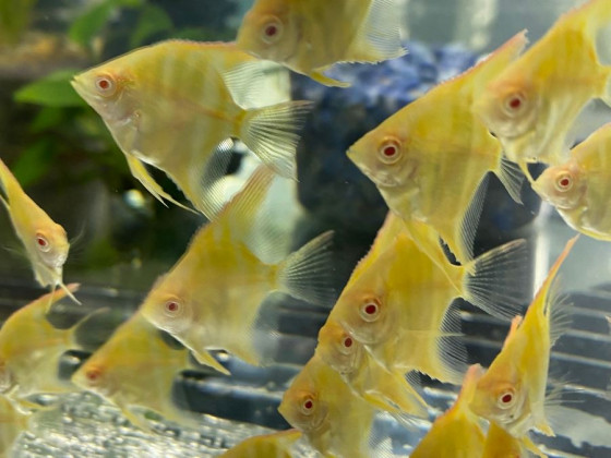 Скалярія Дантум Альбіно