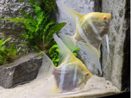 Скалярія Дантум Альбіно