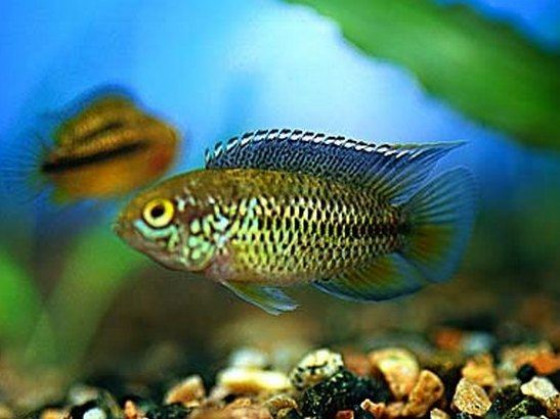 Цихлида Наннакара аномала или наннакара зеленая