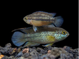 Цихлида Наннакара аномала или наннакара зеленая
