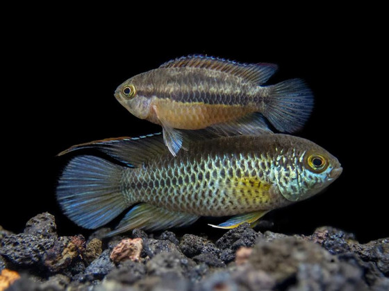 Цихлида Наннакара аномала или наннакара зеленая