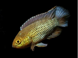 Цихлида Наннакара аномала или наннакара зеленая