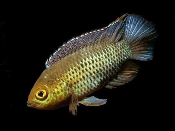 Цихлида Наннакара аномала или наннакара зеленая