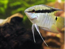 Цихлазома мезонаута