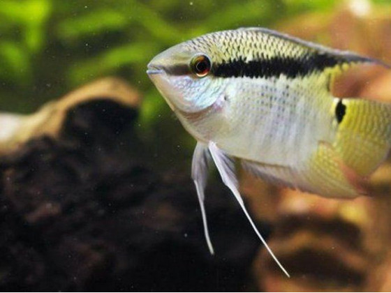 Цихлазома мезонаута