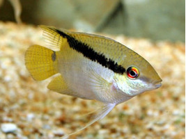Цихлазома мезонаута