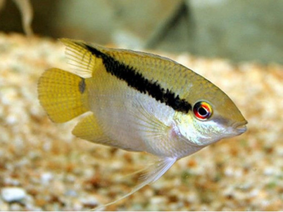 Цихлазома мезонаута