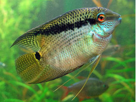 Цихлазома мезонаута