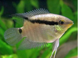 Цихлазома мезонаута