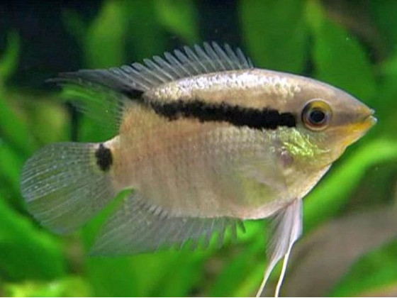 Цихлазома мезонаута