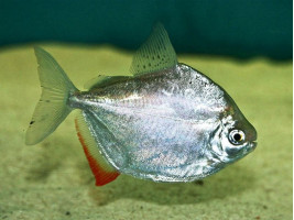 Метиннис серебристый