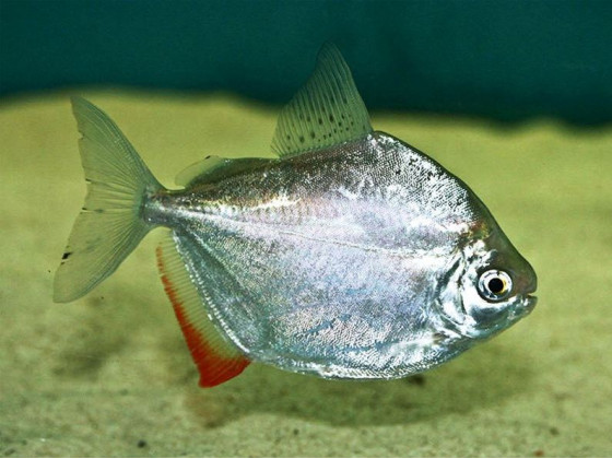 Метиннис серебристый или рыба-доллар, серебряный доллар