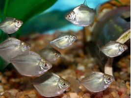 Метиннис серебристый или рыба-доллар, серебряный доллар