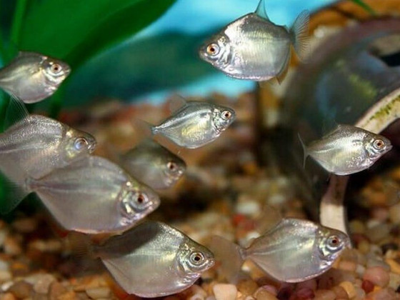 Метиннис серебристый или рыба-доллар, серебряный доллар