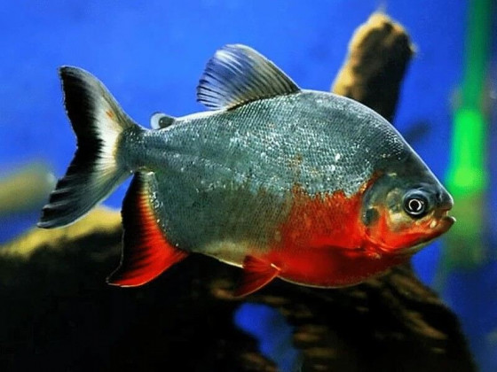 Пиранья паку красный