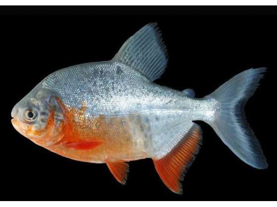 Пиранья паку красный