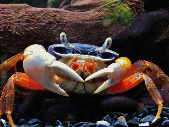 Райдужний краб (Cardisoma armatum, англ. Rainbow Crab, Patriot Crab)