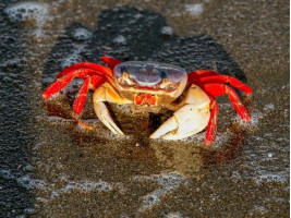 Райдужний краб (Cardisoma armatum, англ. Rainbow Crab, Patriot Crab)