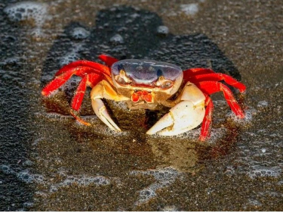 Райдужний краб (Cardisoma armatum, англ. Rainbow Crab, Patriot Crab)