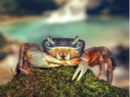 Райдужний краб (Cardisoma armatum, англ. Rainbow Crab, Patriot Crab)