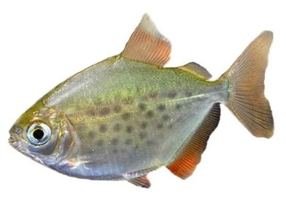 Метиннис пятнистый лат. Metynnis maculatus, англ Spotted metynnis