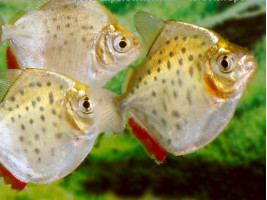 Метиннис пятнистый лат. Metynnis maculatus, англ Spotted metynnis