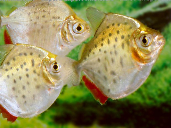 Метиннис пятнистый лат. Metynnis maculatus, англ Spotted metynnis