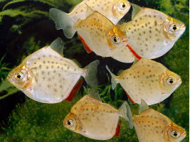 Метиннис пятнистый лат. Metynnis maculatus, англ Spotted metynnis