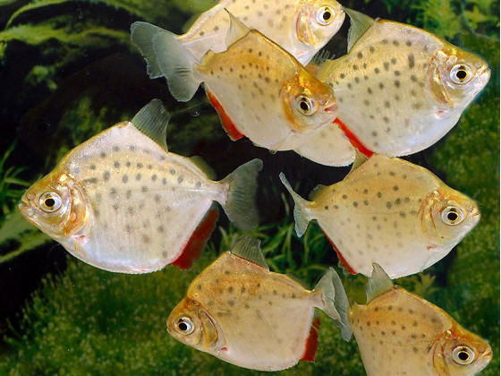 Метиннис пятнистый лат. Metynnis maculatus, англ Spotted metynnis