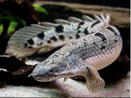 Полиптерус дельгези