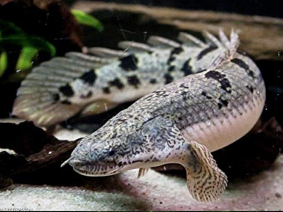 Поліптерус дельгезі