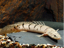 Поліптерус дельгезі