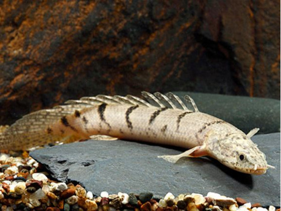 Поліптерус дельгезі