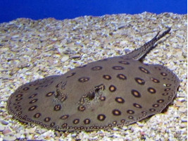 Скат моторо