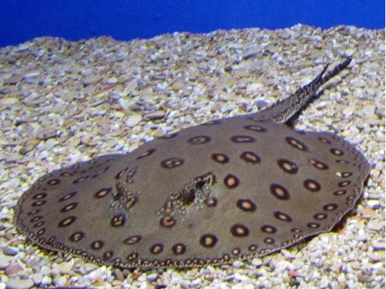 Скат моторо або окулята скат