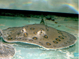 Скат моторо взрослый