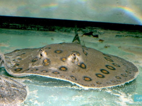 Скат моторо або окулята скат дорослий