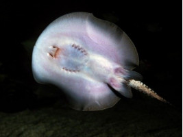 Скат моторо або окулята скат