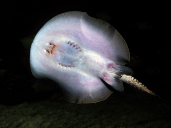 Скат моторо або окулята скат