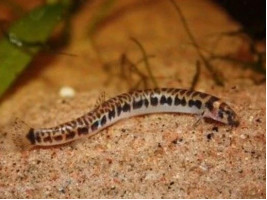 Акантофтальмус леопардовый