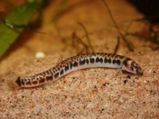 Акантофтальмус леопардовый