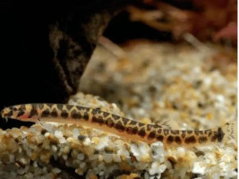 Акантофтальмус леопардовый