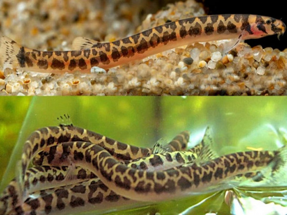 Акантофтальмус леопардовый