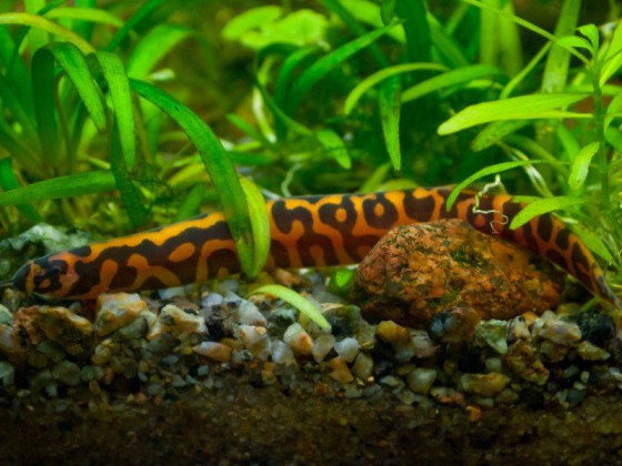 Акантофтальмус леопардовый